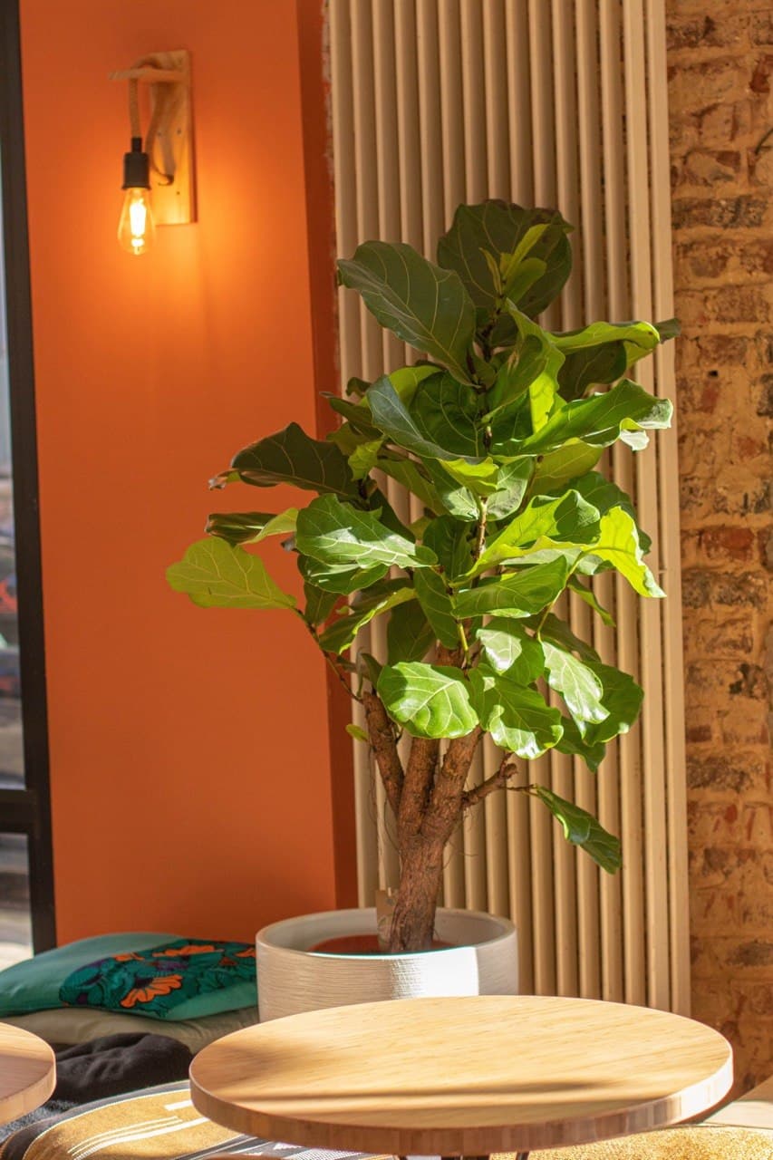 Warm, cosy ambiance at Holy Bagels